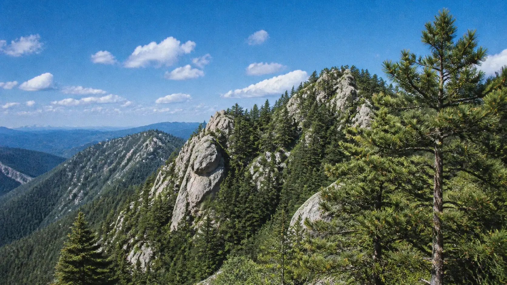 Sharp landscape photo carrying an even photo grain effect while fine detail in the trees stays crisp