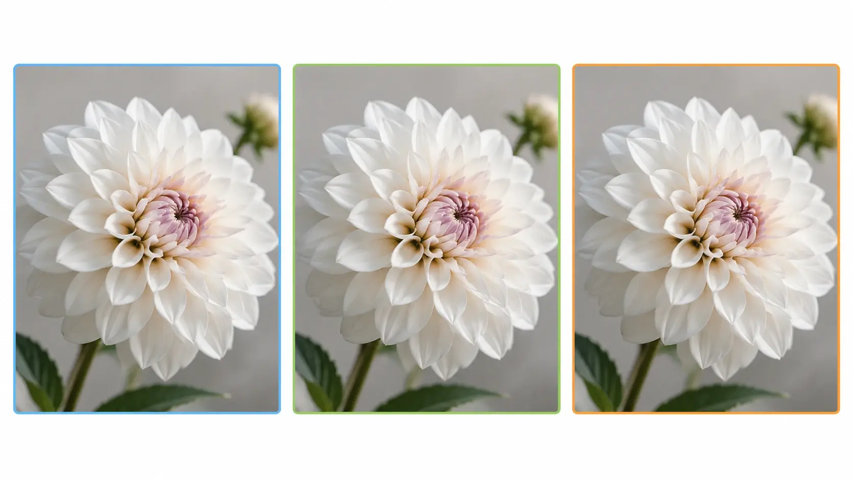 Same photo exported in PNG, JPG, and WebP formats