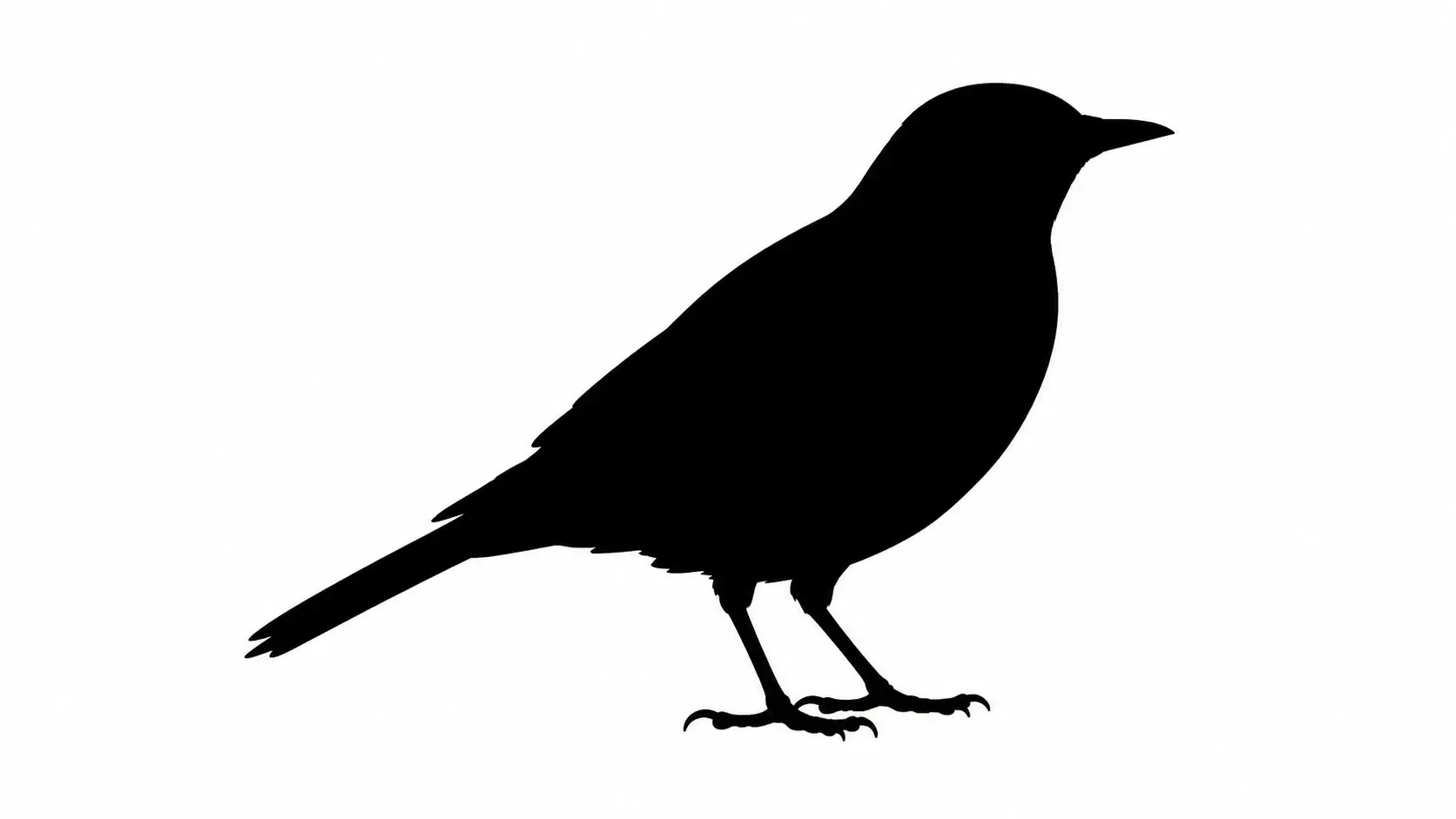 A black and white silhouette of a bird shown at large poster size with sharp edges