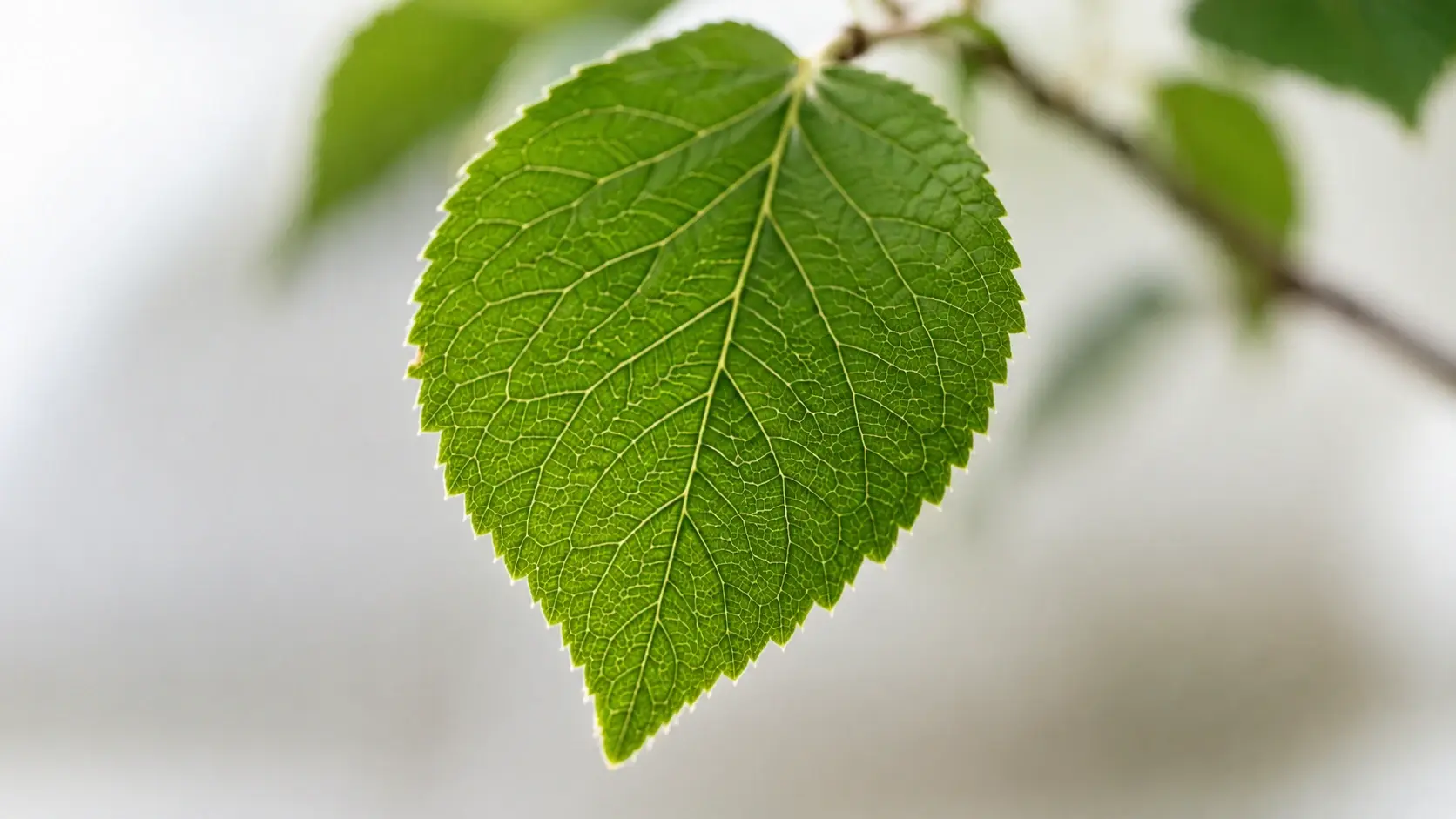 Close up of a blurry leaf edge reconstructed into sharp veins and clear texture